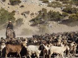 Inician programa de desparasitación de ganado caprino regional con animales que suben a veranadas en San Juan