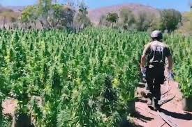 Carabineros incauta más de 4 mil plantas de marihuana en Los Vilos