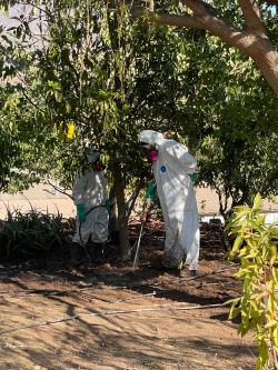 SAG refuerza llamado a no trasladar fruta en La Serena yCoquimbo por campaña de erradicación de Mosca de la fruta