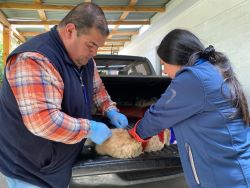 Confirman dos nuevos casosde murciélagos positivos a Rabia en Illapel y Canela