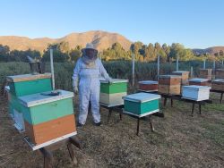 De Osorno a Salamanca: El camino de Domingo Vásquez para emprender en la apicultura.