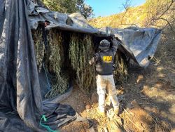 MÁS DE $2.240 MILLONES EN DROGAS PRODUCIDAS EN CULTIVOS DE LOS VILOS DESTRUYÓ EL PLAN CANNABIS DE PDI